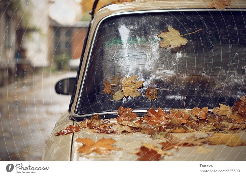 Herbststimmung Urelemente Klimawandel Regen Blatt Kleinstadt Verkehr PKW Glas Metall Wasser Tropfen Gefühle Stimmung Einsamkeit Kunst Leben Traurigkeit
