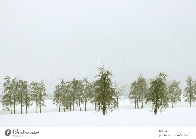 Nach wie vor Umwelt Natur Landschaft Winter Klima Wetter Schnee Baum kalt natürlich trist grau Stimmung Farbfoto Außenaufnahme Menschenleer Textfreiraum oben