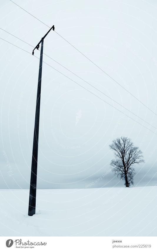 Ein T Com selten allein. Natur Landschaft Himmel Winter Schnee Baum hoch blau weiß ruhig Strommast Telefonmast Farbfoto Außenaufnahme Starke Tiefenschärfe