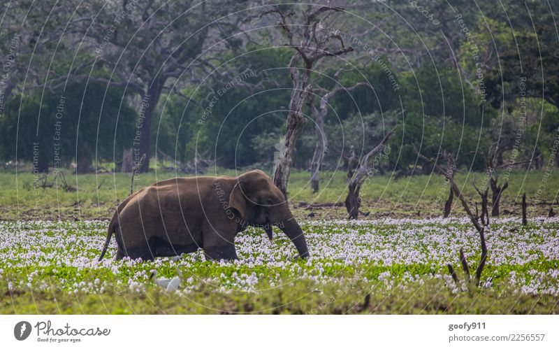 Blumenbad Ferien & Urlaub & Reisen Tourismus Ausflug Abenteuer Sightseeing Safari Natur Landschaft Pflanze Baum See Sri Lanka Asien Tier Wildtier Tiergesicht