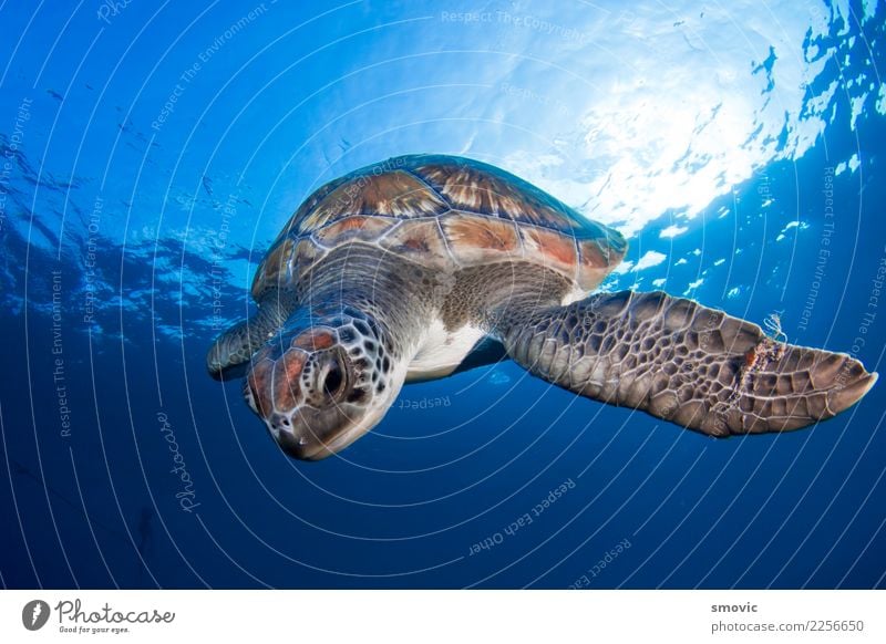 Grüne Schildkröte (Chelonia mydas) exotisch Freude Ferien & Urlaub & Reisen Strand Meer Natur Pflanze Tier Wärme Küste groß natürlich unten grün Farbe Dummkopf