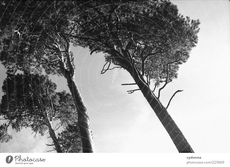 Drei Umwelt Natur Himmel Wind Baum ästhetisch Bewegung Einsamkeit einzigartig Gefühle schön Kiefer analog Composing 3 Wachstum wiegen Zweige u. Äste Nadelbaum
