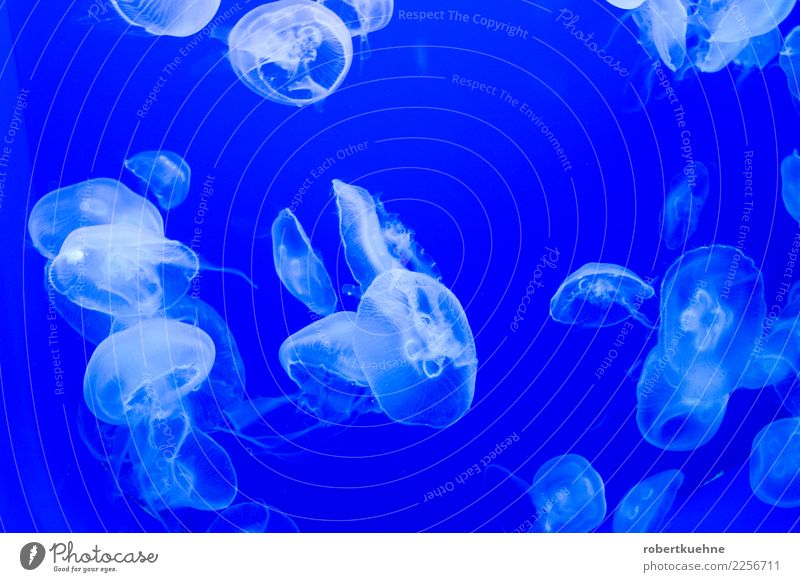 Ohrenquallen in blauem Wasser Tier Qualle Aquarium Tiergruppe leuchten Schwimmen & Baden elegant Flüssigkeit schleimig weich Gelassenheit ruhig Zusammenhalt