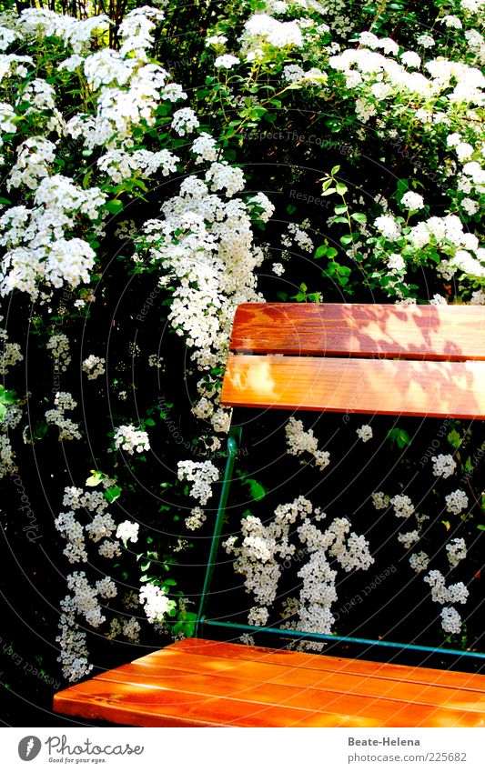 Unterm weißen Baume sitzend Erholung Umwelt Natur Frühling Sommer Pflanze Blüte genießen ästhetisch Duft grün Stimmung Frühlingsgefühle Warmherzigkeit Freude
