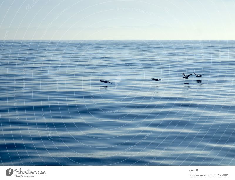 Pelikane gleiten über die ruhige Meeresoberfläche Ferien & Urlaub & Reisen Sommer Tier Vogel 4 Bewegung fliegen einfach elegant Flüssigkeit frei Zusammensein