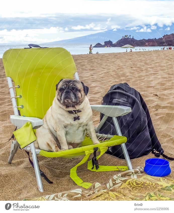 Brutus der Mops genießt den Strand Lifestyle Freude Zufriedenheit Meer Insel Tier Sand Wasser Frühling Sommer Küste Haustier Hund Tiergesicht 1