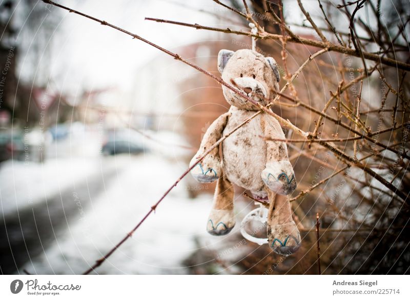 Keep smiling Teddybär Natur Winter Schnee Sträucher Straße Spielzeug Stofftiere hängen Traurigkeit außergewöhnlich dreckig Fröhlichkeit kuschlig kaputt trist