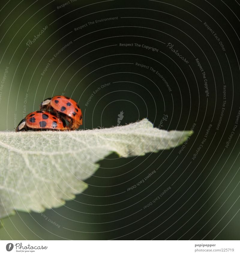 doppel-decker Pflanze Blatt Grünpflanze Käfer 2 Tier Tierpaar Brunft grün rot Gefühle Zusammenhalt Marienkäfer aufeinander sitzen gepunktet Textfreiraum oben