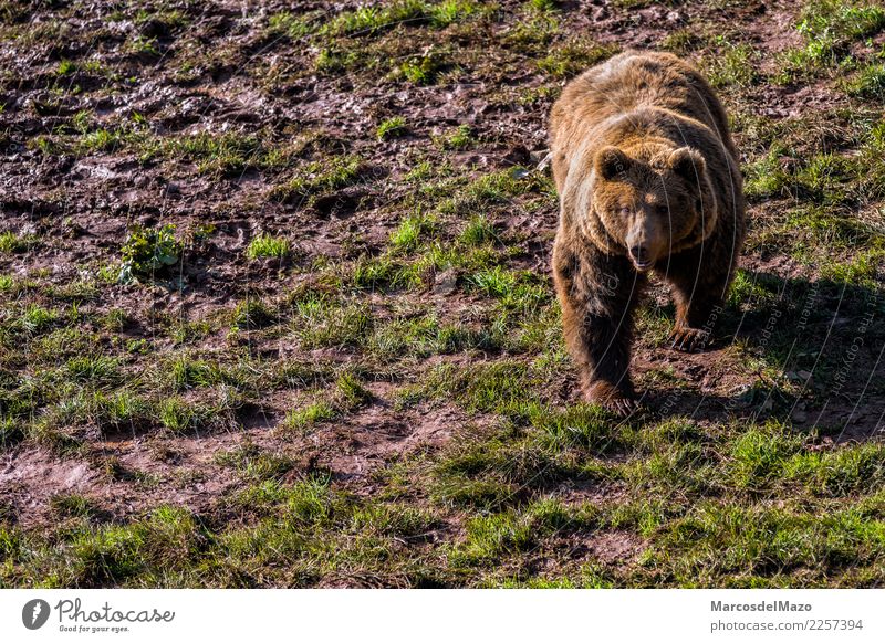 Braunbär (Ursus arctos) Freiheit Berge u. Gebirge Zoo Natur Tier Gras Park Wildtier 1 natürlich wild braun Tapferkeit Schutz Vorsicht Angst gefährlich Bär
