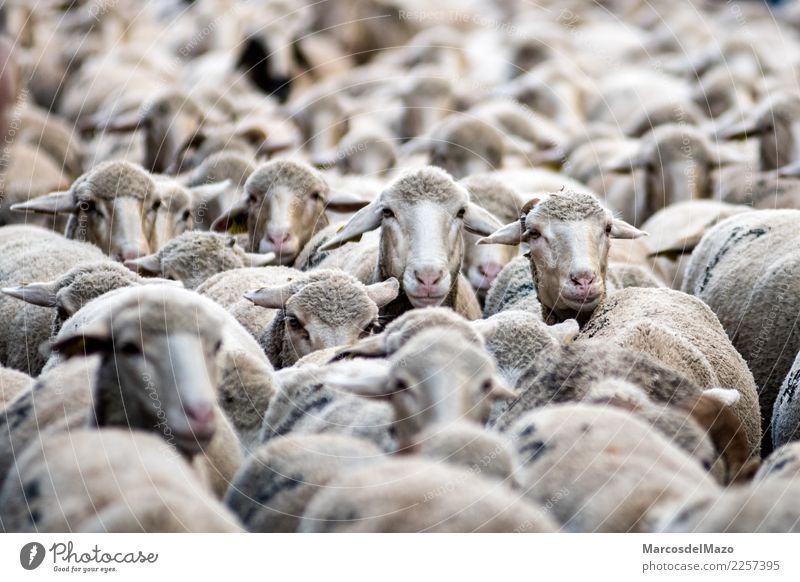 Viele Merinoschafe Kultur Tier Nutztier Herde lustig niedlich Tradition Transhumanz Viehbestand Madrid Spanien Schaf Tiere Großstadt seltsam Migration Horden
