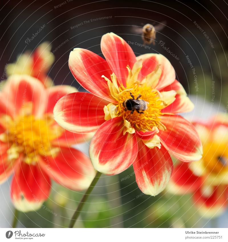 Rotgelbe Dahlien-Blüten mit Bienen Blume mehrfarbig Farbe rot orange Bewegungsunschärfe Honigbiene bestäuben Pollen Sommer fliegen Blütenblatt sommerlich Flügel