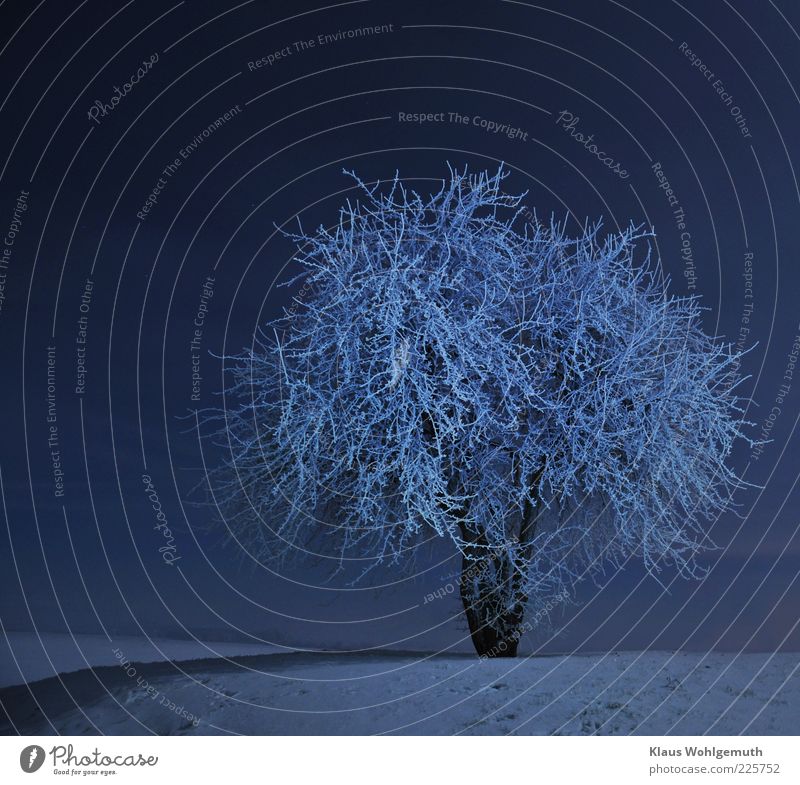 Einsamer Birnenbaum steht im Mondlicht, von Raureif bedeckt auf einem Hügel am Dorfrand ruhig Winter Schnee Himmel Wolkenloser Himmel Nachthimmel Stern Horizont