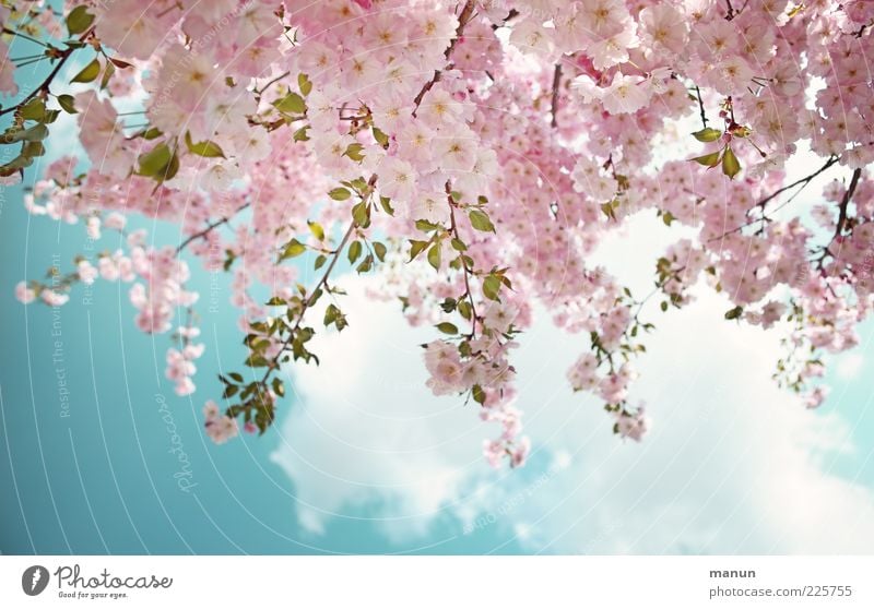 Zierde Natur Himmel Wolken Frühling Schönes Wetter Baum Blatt Blüte Zierkirsche Kirschblüten Blühend frisch hell schön rosa Frühlingsgefühle Farbfoto