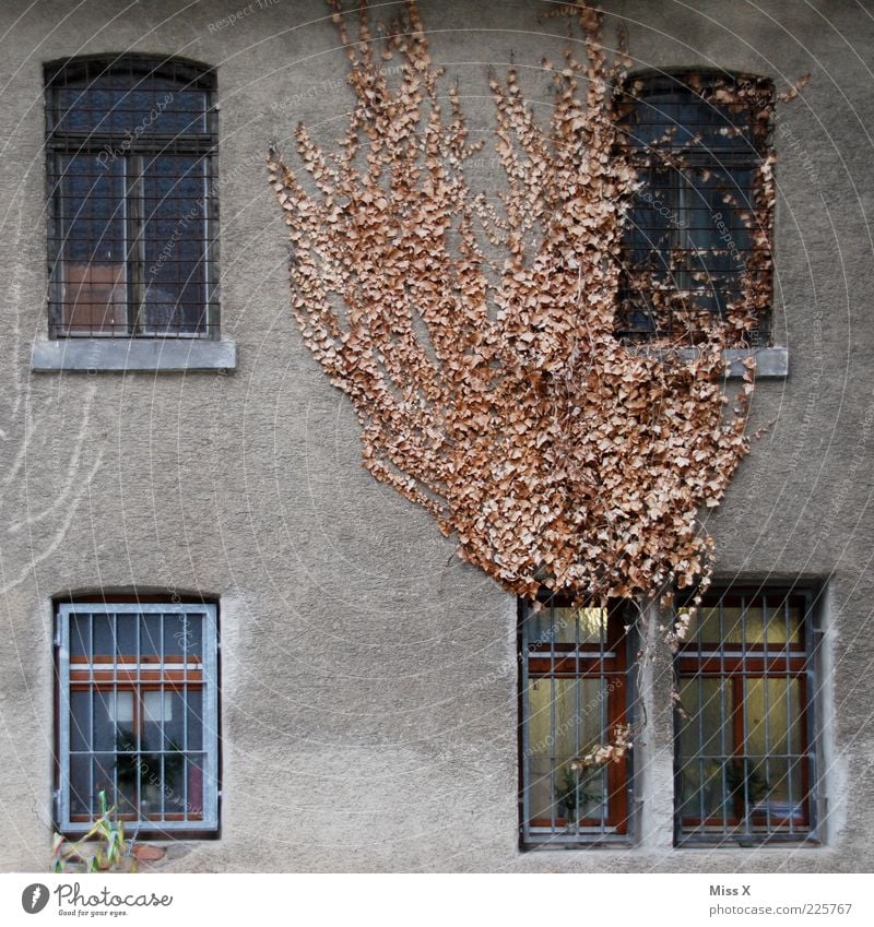 Urlaubsdomizil Haus Herbst Winter Pflanze Efeu Blatt Mauer Wand Fassade Fenster dehydrieren Wachstum alt dreckig dunkel trist braun Endzeitstimmung Verfall