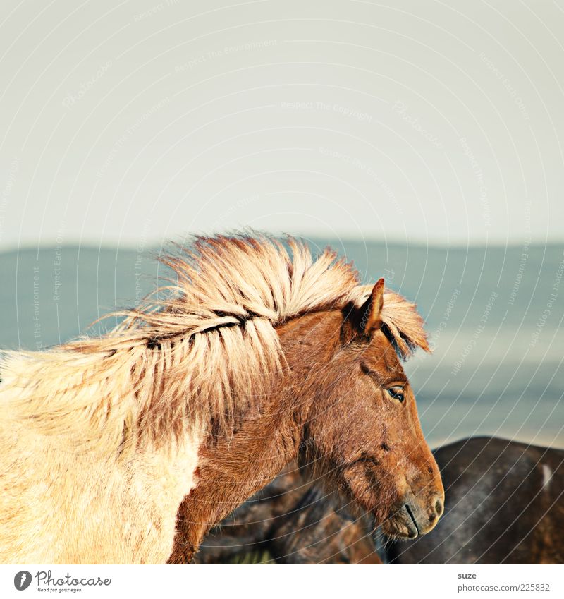 Dösen Tier Himmel Wind Nutztier Wildtier Pferd Tiergesicht 1 stehen warten ästhetisch natürlich wild Stimmung Mähne Island Ponys Halbschlaf ruhen Nüstern Fell
