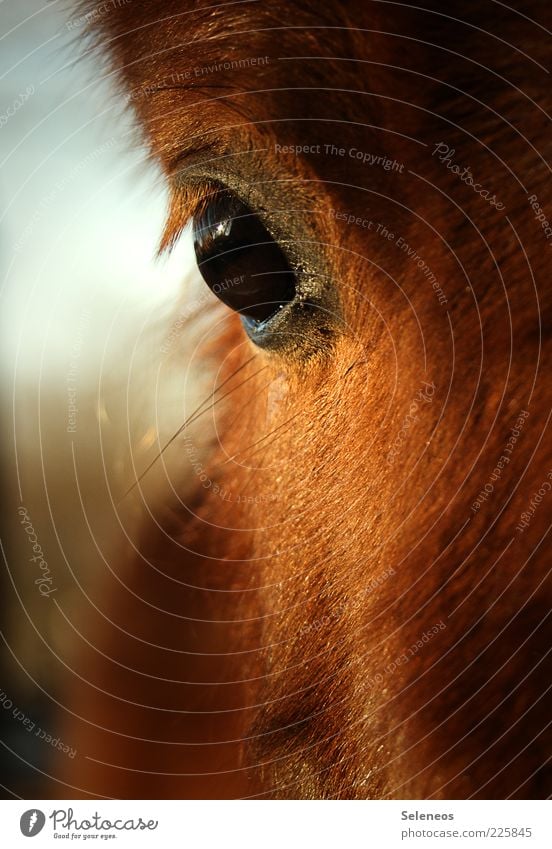 Warum hast du so große Augen? Umwelt Natur Tier Nutztier Pferd 1 frei kuschlig nah schön Farbfoto Außenaufnahme Tag Licht Tierporträt Pferdekopf Fell