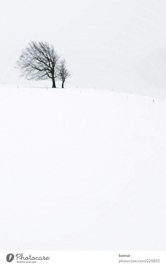 Berühmte Buche Umwelt Natur Landschaft Pflanze Himmel Winter Klima schlechtes Wetter Eis Frost Schnee Baum Wiese Feld Hügel Schauinsland kalt trist schwarz weiß