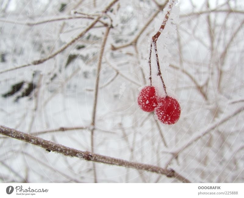 Rote Beeren im Winterkleid Eis Frost Schnee Pflanze Baum Sträucher Wildpflanze kalt natürlich schön braun rot weiß Stimmung Umwelt Farbfoto Außenaufnahme