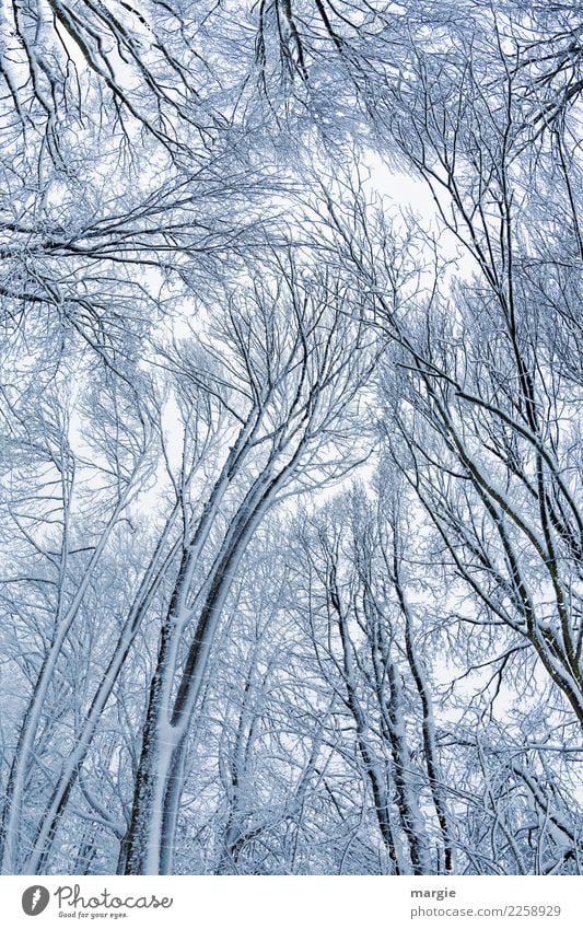 Himmelsstürmer, hohe Winterbäume Umwelt Natur Pflanze Tier schlechtes Wetter Eis Frost Schnee Schneefall Baum Nutzpflanze Wald silber weiß Traurigkeit Sehnsucht