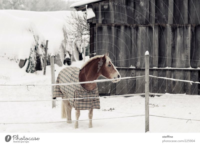 Sind Pferde bedrückt, ist die Erde beglückt Winter Schnee 1 Tier ästhetisch schön Farbfoto Gedeckte Farben Außenaufnahme Tierporträt Pony Mähne Nüstern Scheune