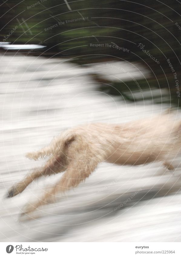 Windhund Tier Hund 1 weiß rennen Hunderennen Farbfoto Außenaufnahme Tag Unschärfe Flucht Bewegungsunschärfe Hinterbein Schwanz Fell hell kopflos