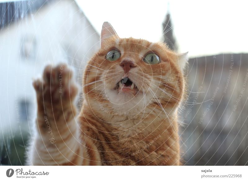he, lass mich rein! Tier Haustier Katze Tiergesicht Pfote 1 Erwartung orange Tigerkatze Miau Blick Ungeduld Panik Fensterscheibe betteln Wunsch Fragen Farbfoto