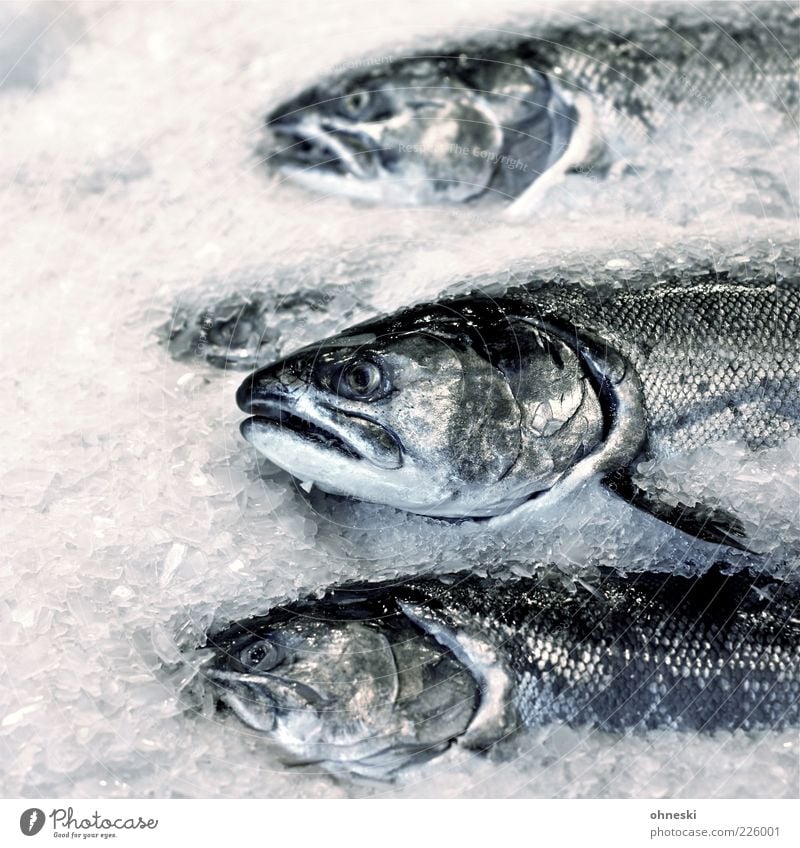 Freitag ist Fischtag Eis Frost Tier Schuppen Lachs 3 lecker Ernährung Lebensmittel Kopf Totes Tier Tod Gedeckte Farben Textfreiraum links Tierporträt Oberkörper