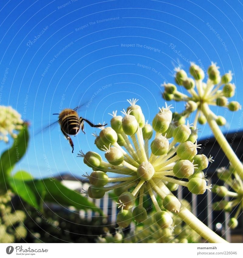 Ich mach nen Abflug Tier Biene fliegen Blume Pflanze Himmel Insekt Pollen Sommer Freiheit Nahaufnahme Rückansicht Bewegungsunschärfe 1