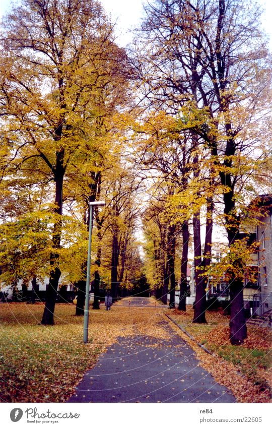 Herbststraßen Blatt gelb braun Allee kalt Straße Ast
