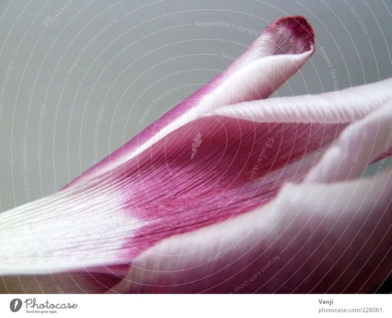 Blütezeit Natur Pflanze Blume Tulpe Frühlingsgefühle Optimismus Farbfoto mehrfarbig Innenaufnahme Nahaufnahme Detailaufnahme Makroaufnahme Strukturen & Formen