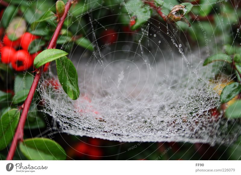 Ab ins Netz Pflanze Wassertropfen Sträucher grün weiß Spinnennetz Farbfoto Außenaufnahme Menschenleer Tag Unschärfe Tau Regen natürlich Natur nass feucht