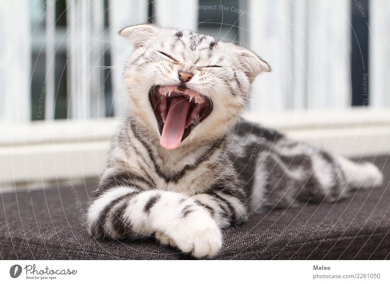 Das Kätzchen gähnt Tierporträt schön Reinrassig Hauskatze Englisch kurzhaarig Katzenbaby gähnen Katzenauge klein Haustier grau liebenswert Säugetier Liebling
