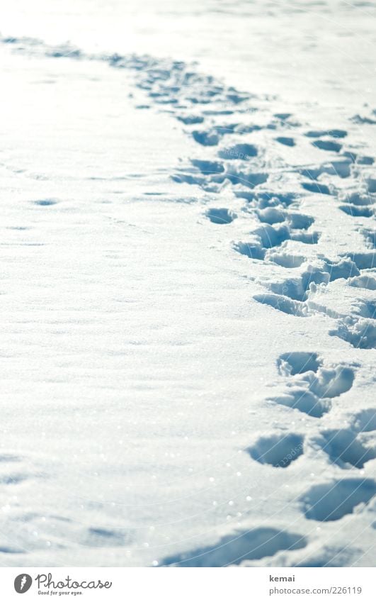 Viele Spuren Umwelt Natur Sonnenlicht Winter Schönes Wetter Eis Frost Schnee hell kalt viele weiß Fußspur Tiefschnee Farbfoto Gedeckte Farben Außenaufnahme