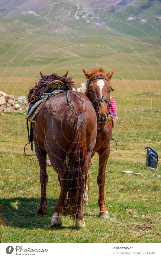 Pferde mit Sattel ruht Glück schön Sommer Natur Landschaft Tier Gras Wiese stehen warten niedlich braun grün Gelassenheit Farbe Frieden Kontrolle ruhen