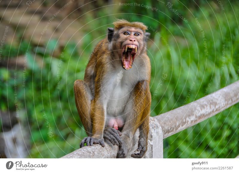 Schlechte Laune!!! Ferien & Urlaub & Reisen Tourismus Ausflug Abenteuer Ferne Safari Expedition Körper Gesicht Mund Zähne Sri Lanka Asien Behaarung Tier