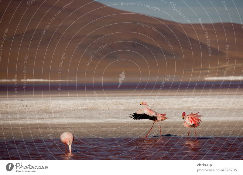 Flamingos in Anden Ferien & Urlaub & Reisen Ferne Freiheit Safari Expedition Landschaft Pflanze Tier Wasser Berge u. Gebirge Seeufer Lagune Wildtier Vogel