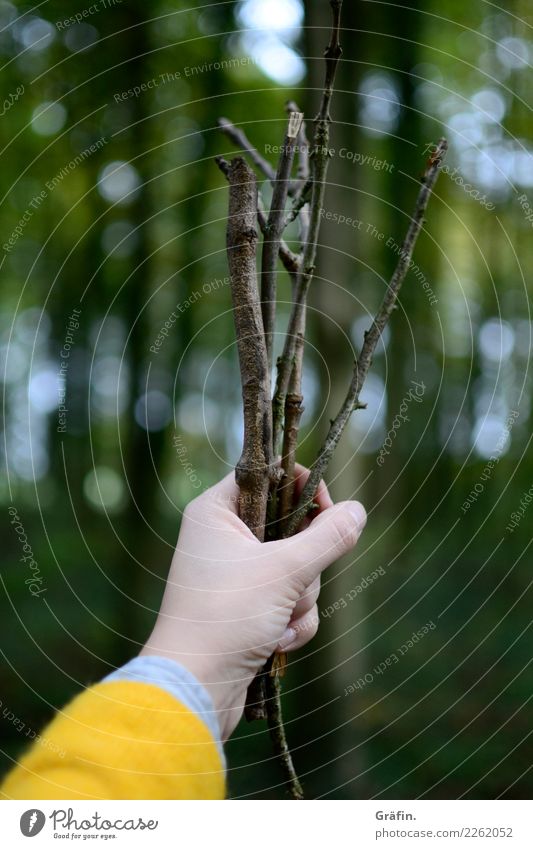 Ich hab dir ein paar Stöckchen gepflückt feminin Junge Frau Jugendliche Arme Hand 1 Mensch Umwelt Natur Landschaft Herbst Baum Wald Stock Holz festhalten