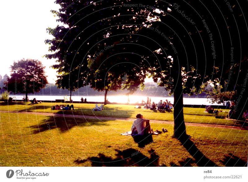 Rheinpark Köln - Ein Sonnentag Wiese Gras Baum grün schwarz weiß Schatten