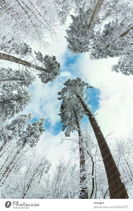 Zugeneigt: Winterbäume Umwelt Natur Klima Schönes Wetter Eis Frost Schnee Schneefall Grünpflanze Wald blau weiß Nadelbaum Nadelwald Tannennadel Baum Baumkrone