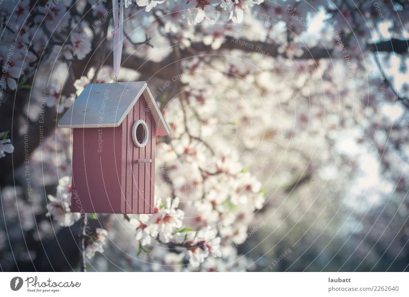 Sakura Vogelhäuser Lifestyle Wellness Wohlgefühl Erholung ruhig Meditation Kur Kirschblütenfest Umwelt Natur Luft Frühling Wetter Schönes Wetter Baum Blume