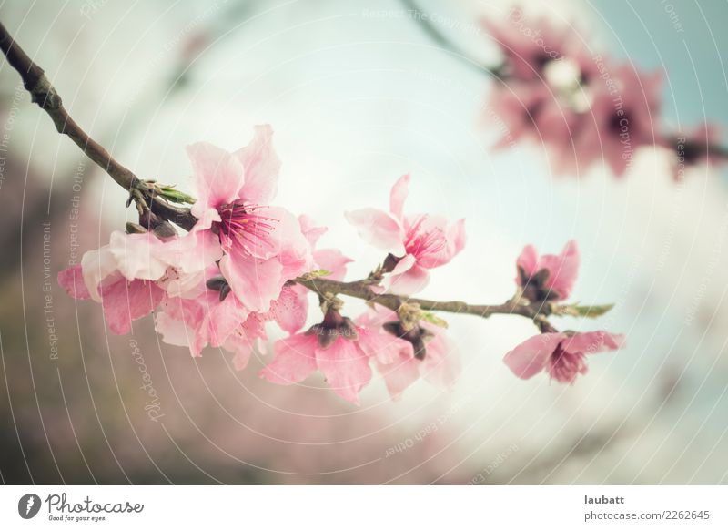 Mandelblüte - Sakura Kirschblütenfest Natur Winter Blüte Mandelbaum Kirschbaum wild Beginn Zufriedenheit Erfolg Fortschritt Freude Freundschaft Frieden