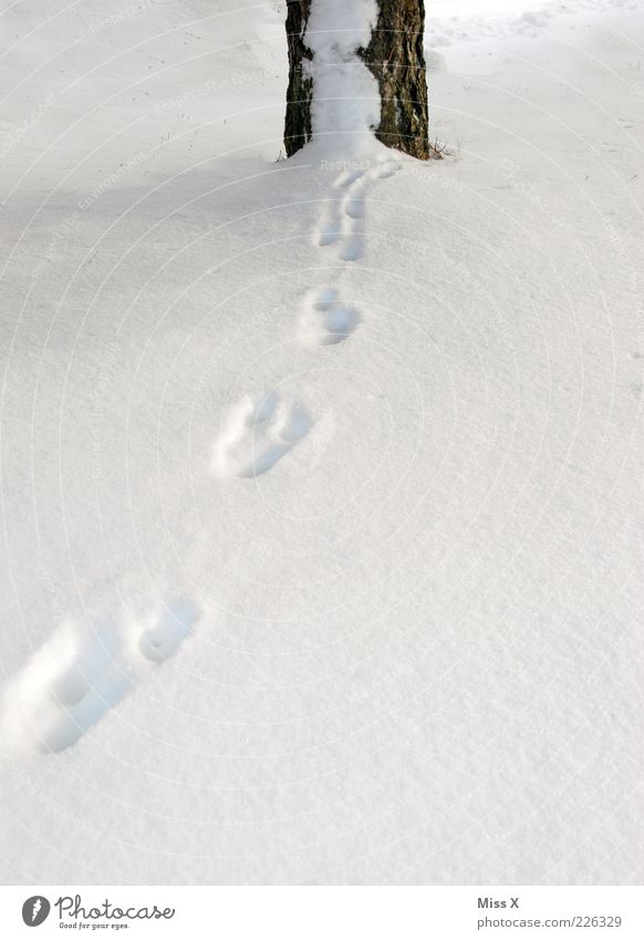 Spuren im Schnee Winter Baum Fährte kalt Baumstamm Farbfoto Außenaufnahme Menschenleer Textfreiraum unten Schneespur geheimnisvoll verschwunden