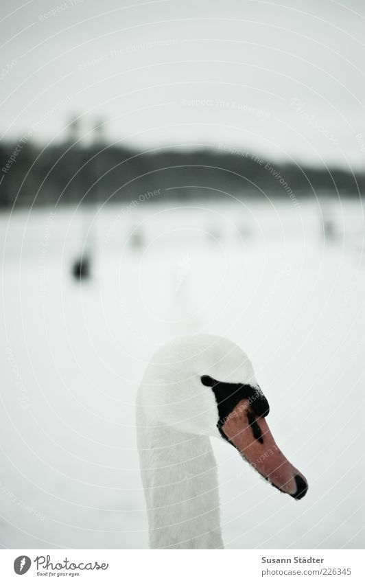 kein black swan Wildtier Vogel Schwan Tiergesicht beobachten Hals Schnee weiß Winter Malchow Schneedecke Unschärfe Gedeckte Farben Außenaufnahme Nahaufnahme