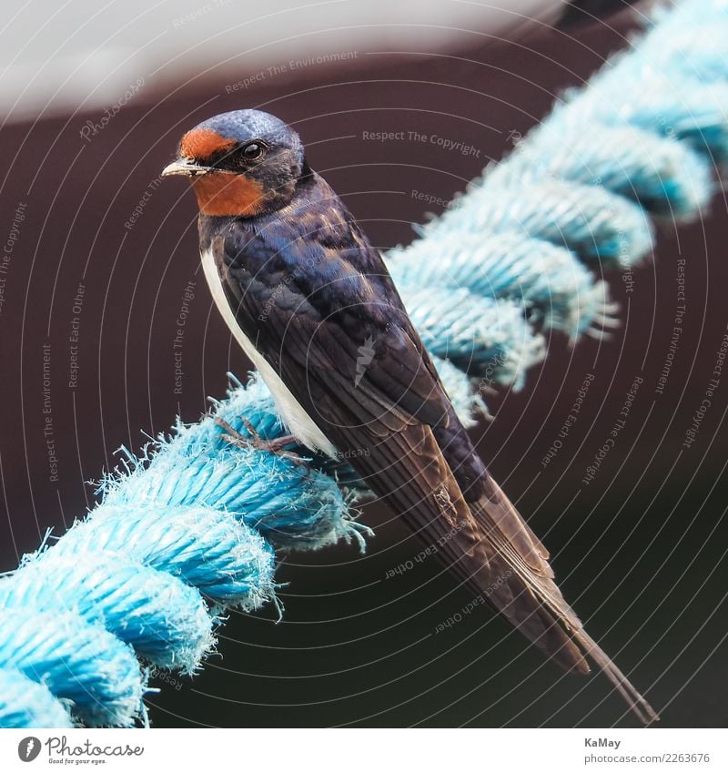 Nahaufnahme einer Rauchschwalbe Seil 1 Mensch Natur Tier Sommer Wildtier Vogel Schwalben beobachten sitzen klein blau rot Freiheit Umwelt Deutschland