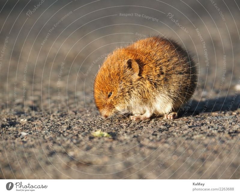 Nahaufnahme einer Wühlmaus Natur Tier Wildtier Maus Erdmaus Nagetiere 1 sitzen warten klein niedlich braun Umwelt Arvicolinae seitlich Mäuse einzeln wildlife