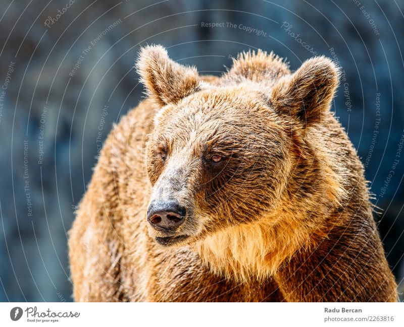 Braunbär (Ursus Arctos) Porträt Tier Wildtier Tiergesicht 1 stehen groß wild braun schwarz Natur Bär Hintergrund Tierwelt Säugetier Grizzly ursus arctos