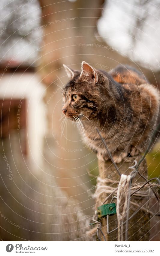 "Muschi" Katze beobachten sitzen Neugier Verschwiegenheit Schüchternheit Zaun Zaunpfahl Schnurrhaar Wachsamkeit Interesse Anspannung Präzision Farbfoto