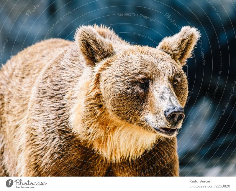 Braunbär (Ursus Arctos) Porträt Tier Wildtier Tiergesicht Zoo 1 stehen groß wild braun schwarz Neugier Bär Hintergrund Tierwelt Säugetier Grizzly ursus arctos