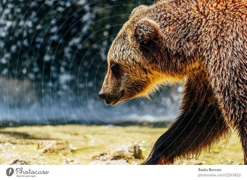 Braunbär (Ursus Arctos) Porträt Natur Tier Wald Wildtier Tiergesicht 1 laufen groß wild braun Bär Hintergrund Tierwelt Säugetier Grizzly ursus arctos Raubtier