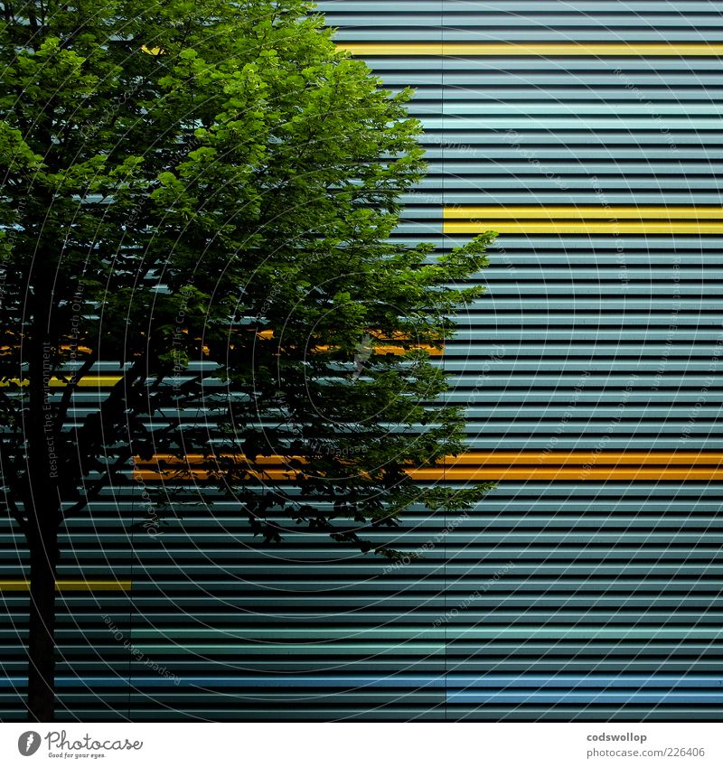 differentialgeometrie Umwelt Sommer Baum Bauwerk Gebäude Fassade ästhetisch grün Geometrie Linie Strukturen & Formen Farbfoto Außenaufnahme Textfreiraum rechts